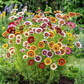 Painted, Daisy Seeds